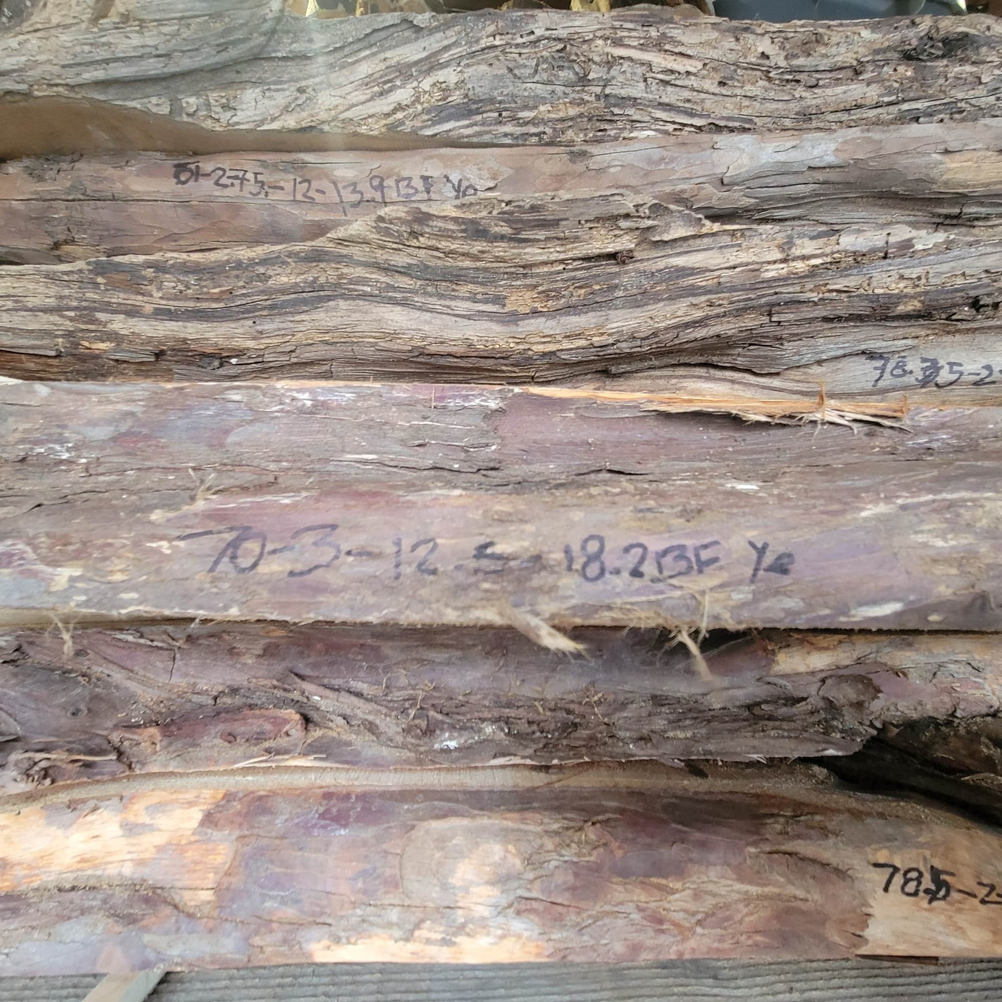 Pacific Yew